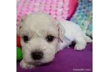 A.O 様のお迎えした子犬