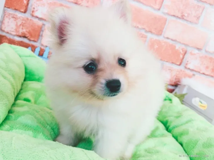ID:2109-02122の子犬