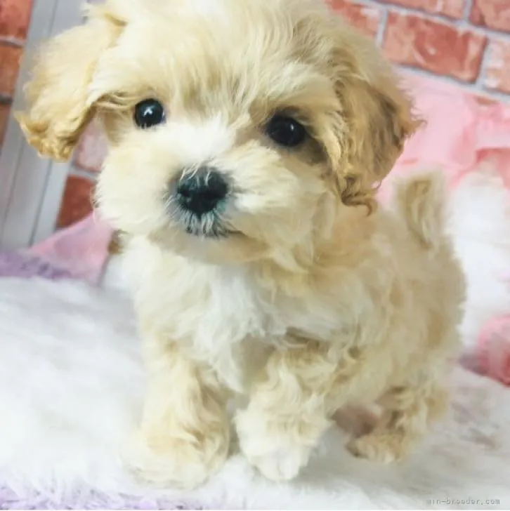 ID:2207-00011の子犬