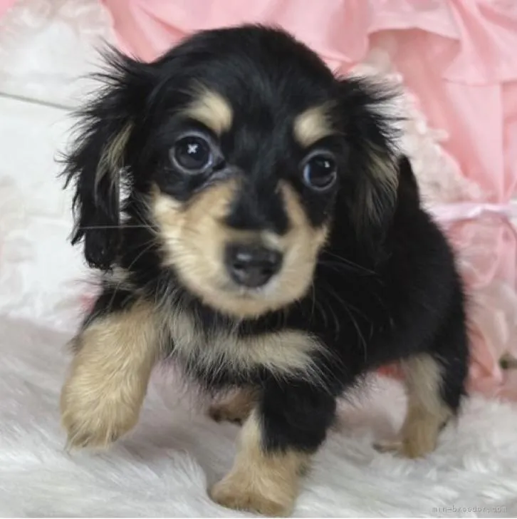 ID:2207-00021の子犬