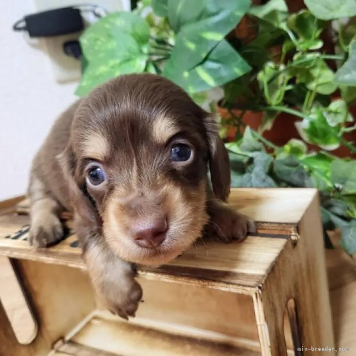 ID:2208-04053の子犬