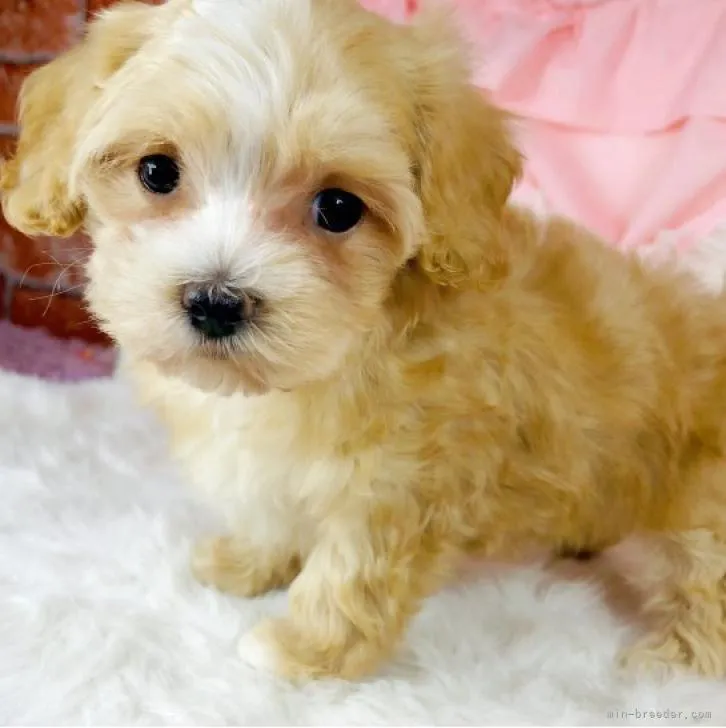 Y.T 様のお迎えした子犬