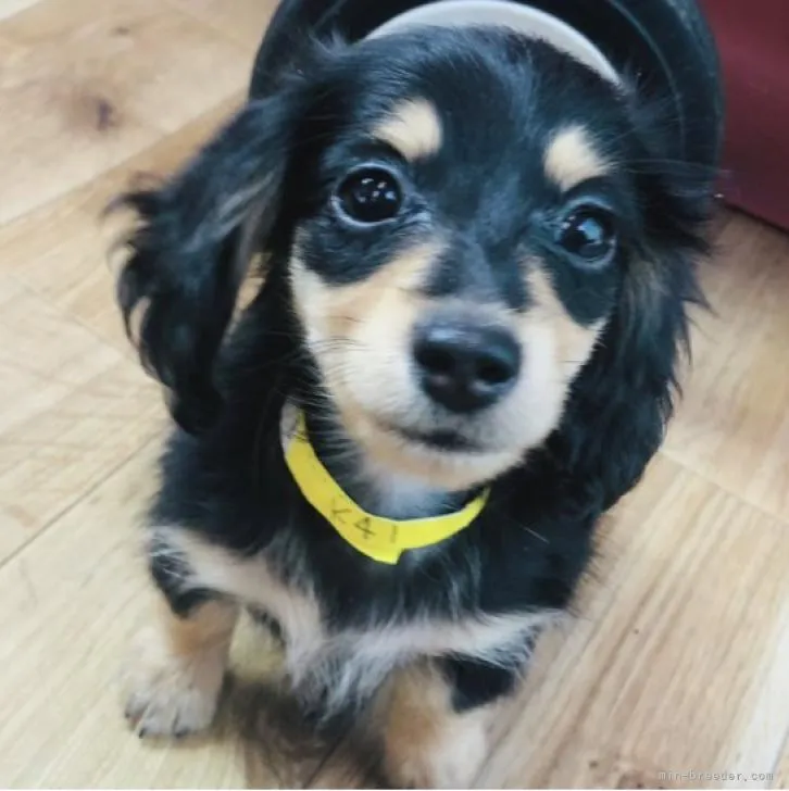 ID:2207-00022の子犬