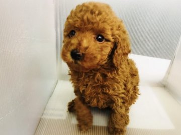 トイプードル(トイ)【神奈川県・女の子・2020年12月16日・レッド】の写真「おっとりお嬢様♡  (K15)」