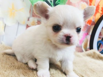 チワワ(ロング)【神奈川県・男の子・2021年4月7日・クリーム】の写真「可愛い男の子♡ (K20)」