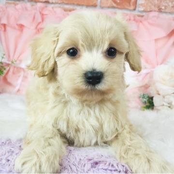 マルプー【神奈川県・男の子・2022年8月14日・クリーム】の写真「大人気のマルプー♡    (K14)」