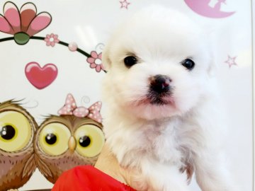 ペキマル×マルチーズ【神奈川県・男の子・2020年9月28日・ホワイト】の写真「お鼻ぺたんこ男の子♡♡」
