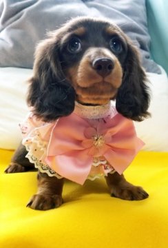 カニンヘンダックスフンド(ロング)【神奈川県・女の子・2021年1月20日・チョコタン】の写真「可愛すぎるお姫様👸♡」