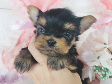 ヨークシャーテリア【神奈川県・女の子・2022年3月10日・スチールブルータン】の写真「かわいい女の子♡    (K99)」