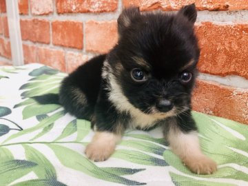 パピヨン×チワワ【神奈川県・男の子・2020年7月20日・パーティ】の写真「極小☆パピチワ」