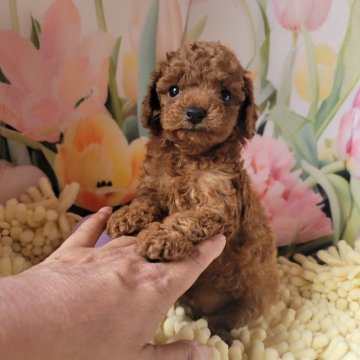 トイプードル(トイ)【神奈川県・女の子・2024年8月4日・レッド】の写真「毛量最高❗」