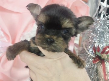 ヨークシャーテリア【神奈川県・男の子・2021年10月28日・スチールブルータン】の写真「☆極小☆おチビくん☆     (K39)」
