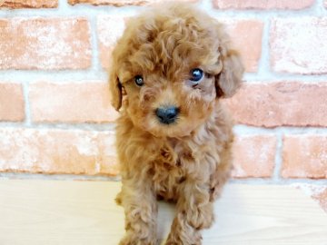 トイプードル(タイニー)【神奈川県・女の子・2020年12月19日・レッド】の写真「可愛い女の子♡」