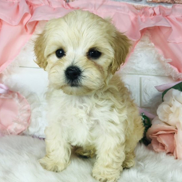 ミックス(マルチーズ×トイプードル)【神奈川県・男の子・2022年4月2日・クリーム】の写真「MIX犬☆マルプー☆    (K14)」