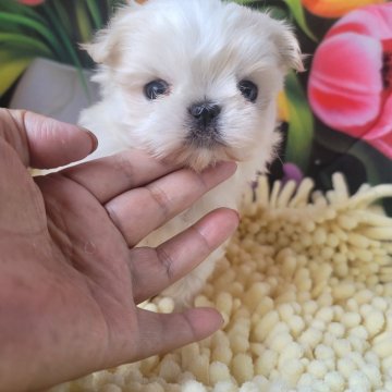 マルチーズ【神奈川県・女の子・2024年3月1日・ホワイト】の写真「お鼻の詰まった可愛い子です🎵」