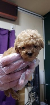 トイプードル(ティーカップ)【神奈川県・男の子・2020年11月29日・アプリ】の写真「小さな男の子」