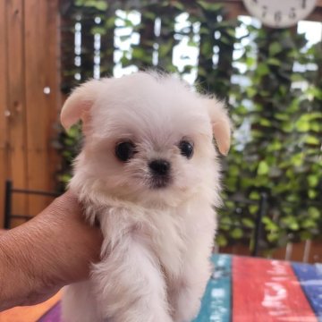 チワマル(チワワ×マルチーズ)【神奈川県・男の子・2024年8月20日・クリーム】の写真「成犬時の予測2キロ未満」