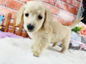 カニンヘンダックスフンド(ロング)【神奈川県・女の子・2021年9月19日・クリーム】の写真「タレ目のかわい子ちゃん♡     (K11)」