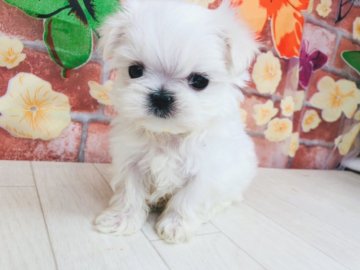 マルチーズ【神奈川県・女の子・2021年2月15日・ホワイト】の写真「鼻ぺちゃのかわい子ちゃん❤」