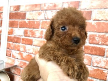 トイプードル(タイニー)【神奈川県・女の子・2020年8月1日・レッド】の写真「おっとり女の子♡」