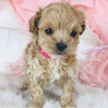 マルプー【神奈川県・女の子・2022年12月17日・クリーム】の写真「人気のマルプーちゃん♡    (K89)」