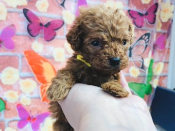 トイプードル(ティーカップ)【神奈川県・男の子・2021年2月3日・レッド】の写真「元気な男の子です🐾」