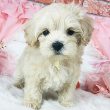 ミックス(マルチーズ×トイプードル)【神奈川県・女の子・2022年5月15日・クリーム】の写真「人気のマルプー🐶♡    (K37)」