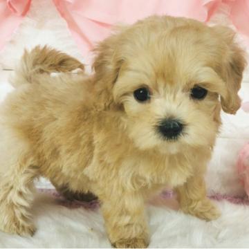 ミックス(マルチーズ×トイプードル)【神奈川県・女の子・2022年5月15日・アプリコット】の写真「人気のマルプー🐶♡    (K34)」