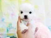 ペキマル×マルチーズ【神奈川県・男の子・2020年9月28日・ホワイト】の写真4