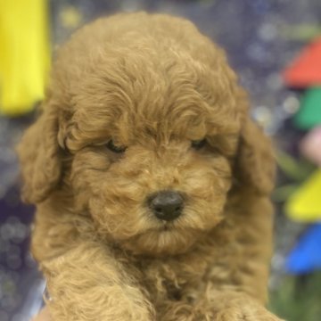トイプードル(トイ)【宮城県・男の子・2024年6月5日・レッド】の写真「クリクリおめめがチャームポイントです✨」