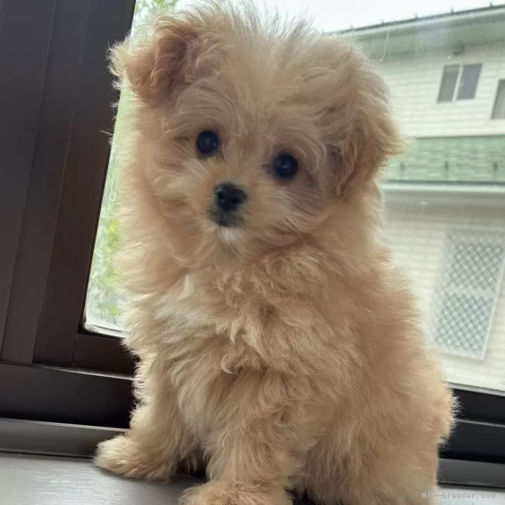 ID：2504-04589の子犬