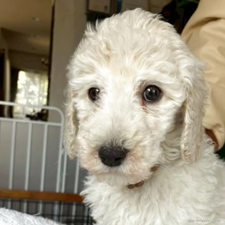 R.E 様のお迎えした子犬