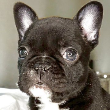 フレンチブルドッグ【宮城県・女の子・2025年9月30日・ブリンドル】の写真「TWNチャンピオン犬直子‼血統・お顔立ち・体格◎」