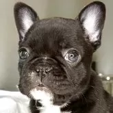 フレンチブルドッグ