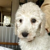 スタンダードプードル