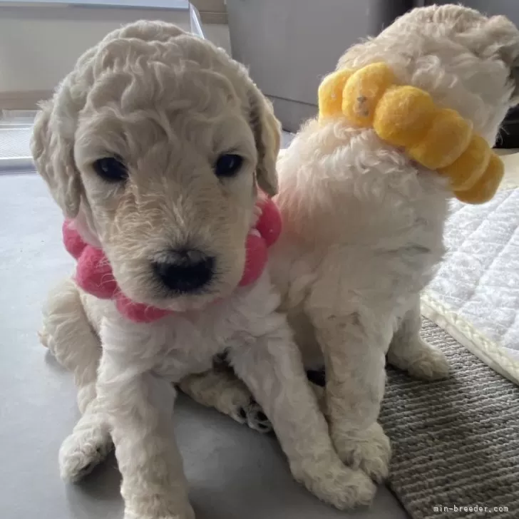 そら 様のお迎えした子犬