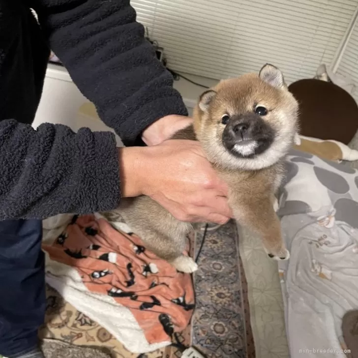 ID：2412-06333の子犬