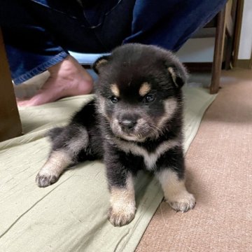 柴犬(豆柴)【京都府・男の子・2025年5月24日・黒】の写真「黒赤白の3色が綺麗に出て来ました。お目目クリクリ。」
