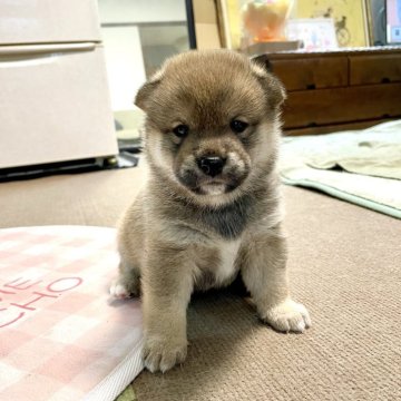 豆柴【京都府・男の子・2025年5月24日・赤】の写真「まん丸お目目で、たぬき顔の可愛い男の子💕」