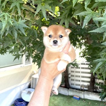 豆柴【京都府・男の子・2025年6月1日・赤】の写真「☆極めて小さな豆柴☆小顔でお目目クリクリの男の子」