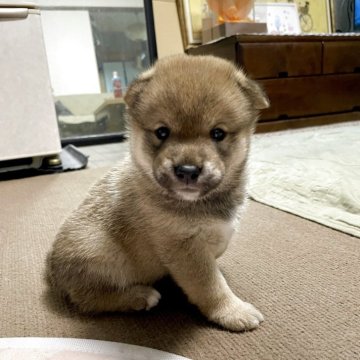 柴犬(豆柴)【京都府・男の子・2025年5月24日・赤】の写真「まん丸お目目で、たぬき顔の可愛い男の子💕」