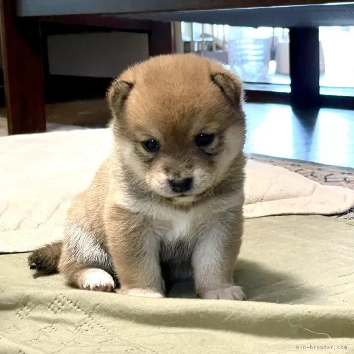ID:2404-06001の子犬