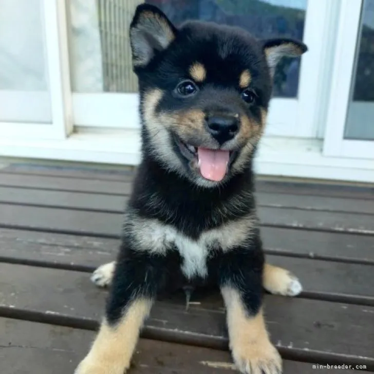 ID:2306-05227の子犬