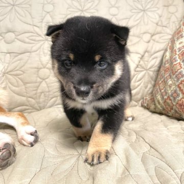 柴犬(豆柴)【京都府・男の子・2024年8月31日・黒】の写真「お目目クリクリとっても可愛いタヌキ顔のイケメン💕」