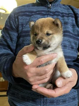 柴犬(豆柴)【京都府・女の子・2021年11月6日・赤】の写真「たぬき顔のコロコロ小さな女の子
綺麗な裏白になり」