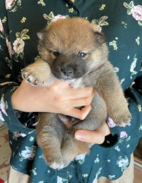 柴犬(豆柴)【京都府・男の子・2021年3月2日・赤】の写真「お目キリッともふもふイケメン❣️」