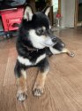 柴犬(標準サイズ)【・女の子・2018年10月1日・赤】「綺麗めチャーミングな母」