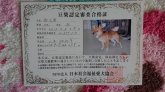 豆柴【・男の子・2017年3月8日・赤】