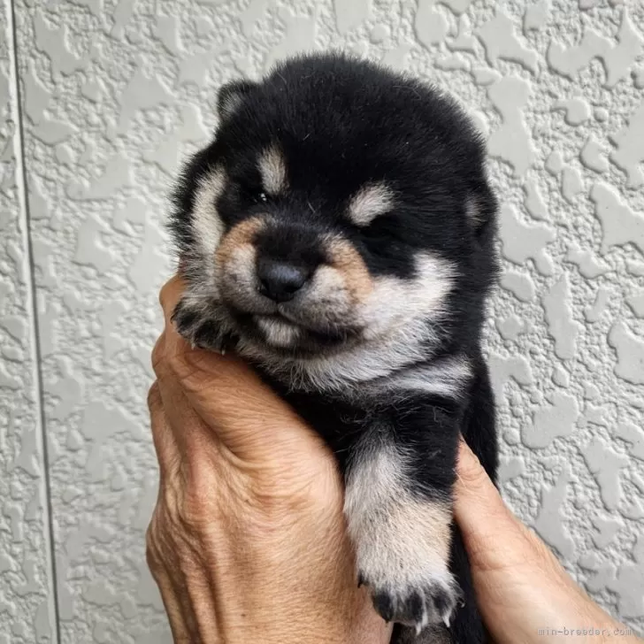 ID：2502-03145の子犬