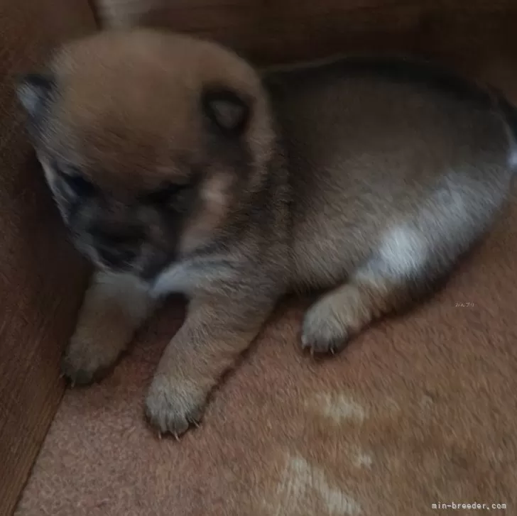 ID：2503-02719の子犬